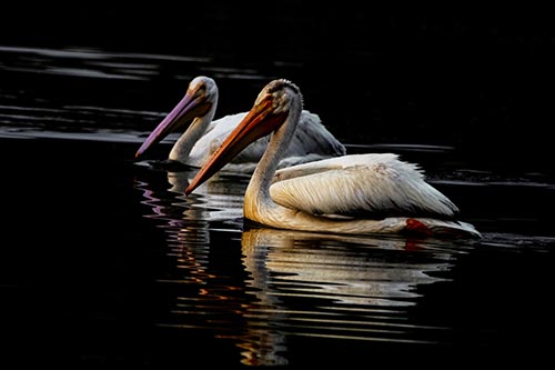 Two Pelicans Floating In Dark Lake Water