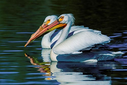 Pelican Pictures