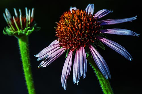 Two Towering Coneflowers Blossoming