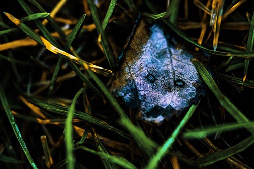 Leaf Pictures