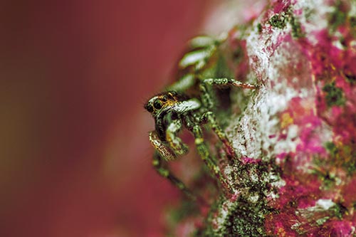 Vertical Perched Jumping Spider Extends Fangs