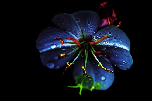 Water Droplet Primrose Flower After Rainfall