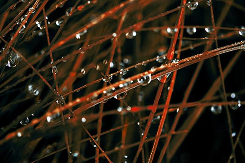 Water Droplets Hanging From Grass Blades