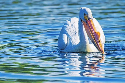 Pelican Pictures