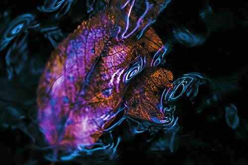 Leaf Pictures