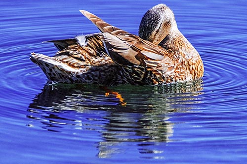 Duck Pictures
