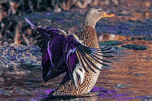 Water Splashing Mallard Duck Flapping Wings Among Pond