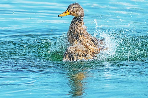 Duck Pictures