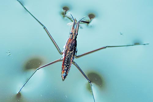 Water Strider Perched Atop Calm River