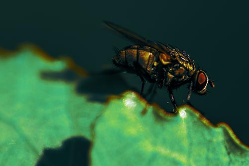 Wet Cluster Fly Walks Along Leaf Rim Edge
