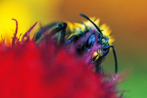 Wet Honey Bee Hiding Among Blanket Flower