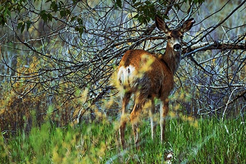 White Tailed Deer Looking Backwards Atop Grassy Pasture
