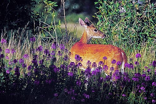 White Tailed Deer Looks Back Among Lily Nile Flowers