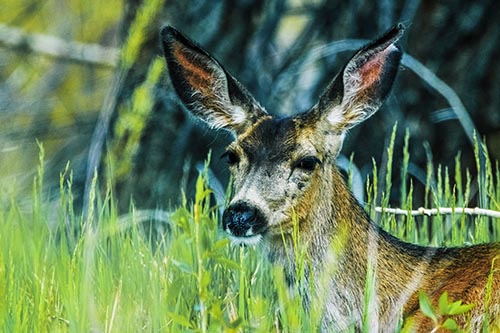 White Tailed Deer Sitting Among Tall Grass