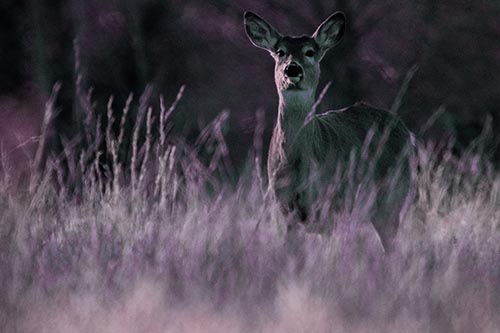 White Tailed Deer Stares Behind Feather Reed Grass