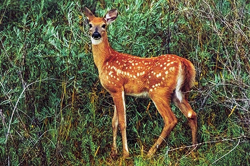 White Tailed Spotted Deer Stands Among Vegetation