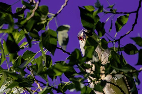 Heron Pictures