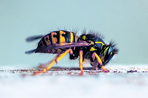 Wasp Pictures