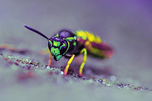 Yellowjacket Wasp Prepares For Flight