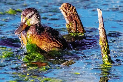 Duck Pictures