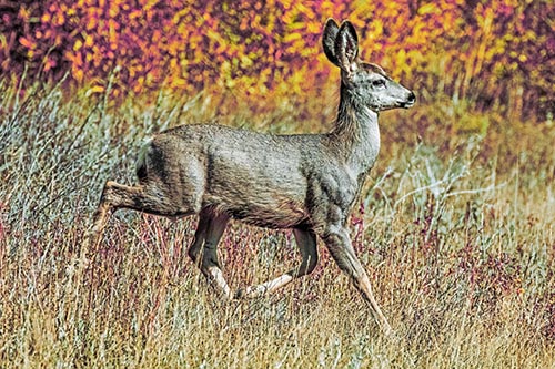 Deer Pictures
