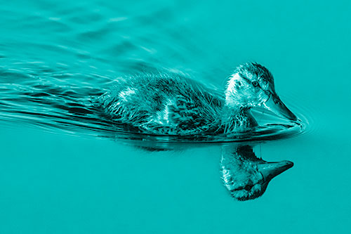 Aging Mallard Duckling Swimming Through Calm Water (Cyan Shade)