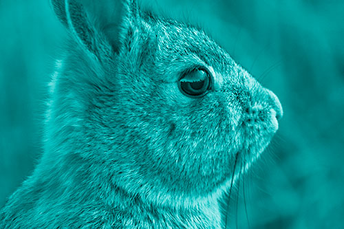Alert Bunny Rabbit Detects Noise (Cyan Shade Photo)
