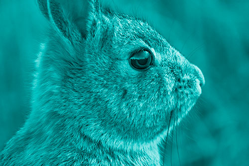 Alert Bunny Rabbit Detects Noise (Cyan Shade)