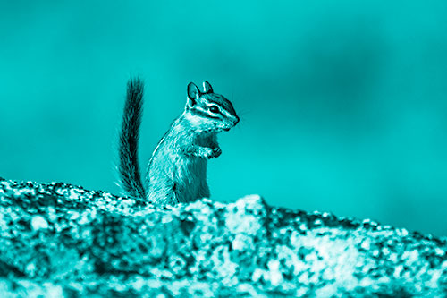 Alert Chipmunk Extending Tail Upwards (Cyan Shade)
