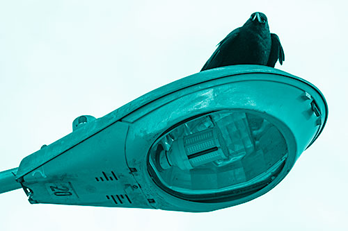 Alert Crow Keeping Watch Atop Light Pole (Cyan Shade)