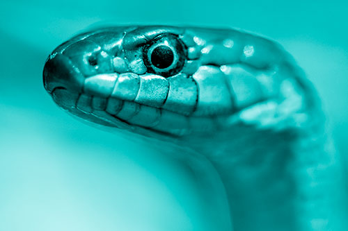 Alert Garter Snake Keeping Eye Out (Cyan Shade)