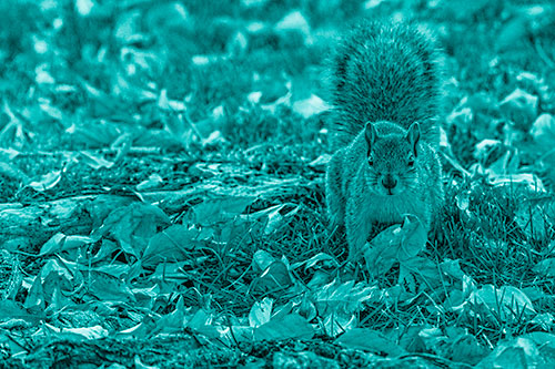 Alert Squirrel Freezes Among Fall Leaves (Cyan Shade)