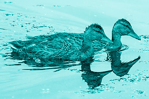 Algae Coated Female Mallard Ducks Swimming In Unison (Cyan Shade Photo)