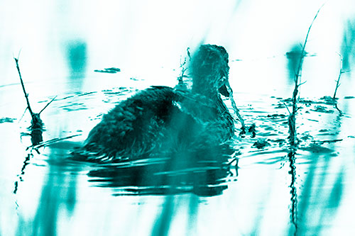 Algae Covered Loch Ness Mallard Monster Duck (Cyan Shade Photo)