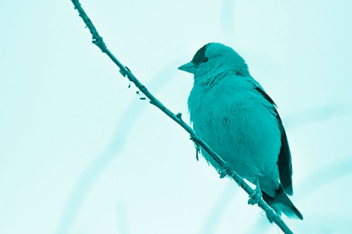 American Goldfinch Perched Along Slanted Branch (Cyan Shade Photo)