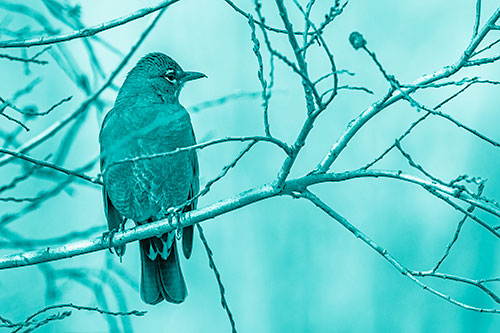 American Robin Looking Sideways Among Twisting Tree Branches (Cyan Shade)