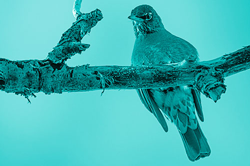 American Robin Perched Along Thick Decomposing Tree Branch (Cyan Shade)
