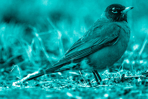 American Robin Standing Strong Among Dead Leaves (Cyan Shade Photo)
