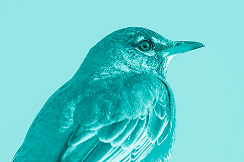 American Robin Watching Sunrise Along Horizon (Cyan Shade)