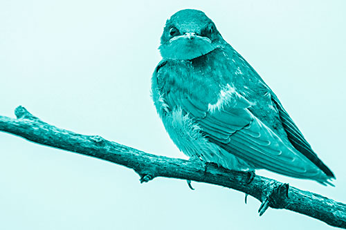 Angry Barn Swallow Looking Backwards (Cyan Shade)