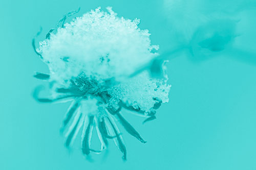 Angry Snow Faced Aster Screaming Among Cold (Cyan Shade Photo)