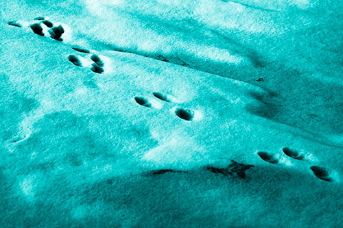 Animal Snow Footprint Trail (Cyan Shade Photo)
