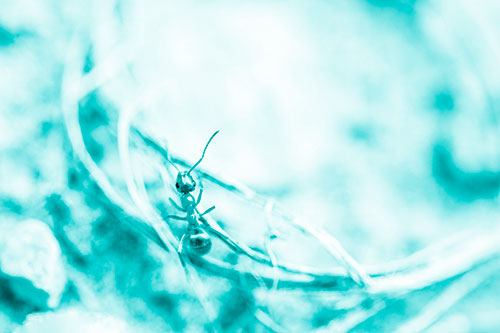 Ant Celebrating On A Curved Stick (Cyan Shade Photo)