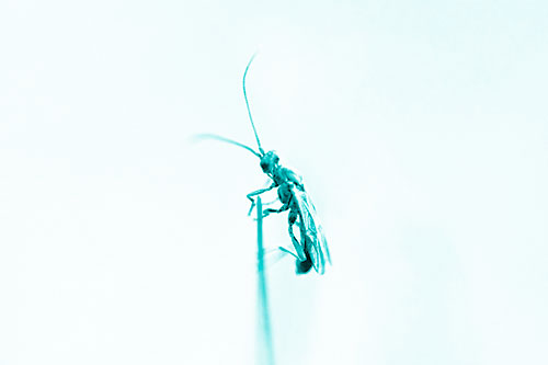 Ant Clinging Atop Piece Of Grass (Cyan Shade Photo)