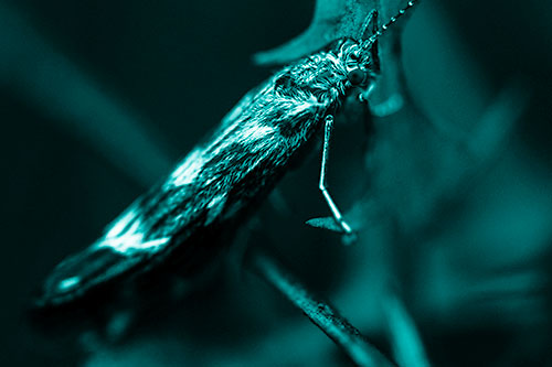 Arm Resting Leaf Blotch Miner Moth (Cyan Shade Photo)