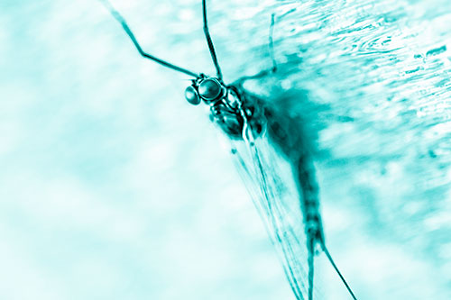 Back Bending Big Eyed Mayfly Resting (Cyan Shade)