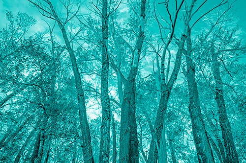 Bark Peeling Trees Going Bald Among Sunlight (Cyan Shade)