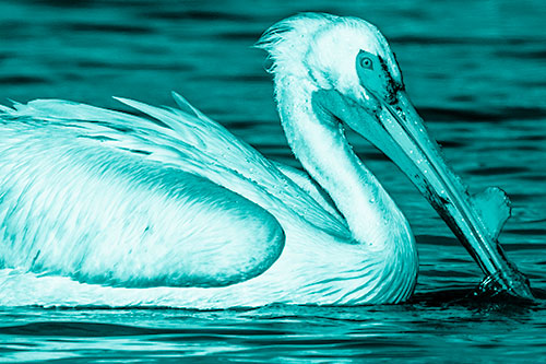 Beak Dipping Pelican Eying Across Lake Water (Cyan Shade)
