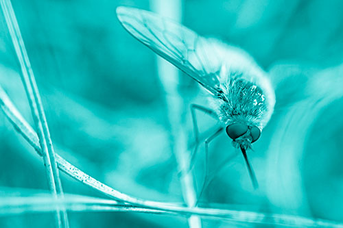 Bee Fly Balances Atop Dried Grass Blades (Cyan Shade)