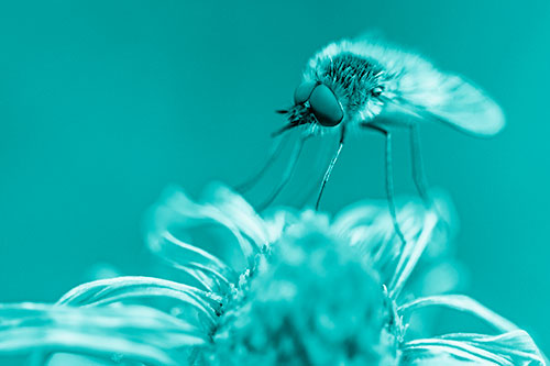 Bee Fly Standing Atop Gumplant Petals (Cyan Shade)